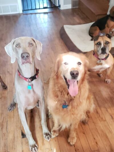 Loyal Dog Boarding and Day Care - Loyal, WI