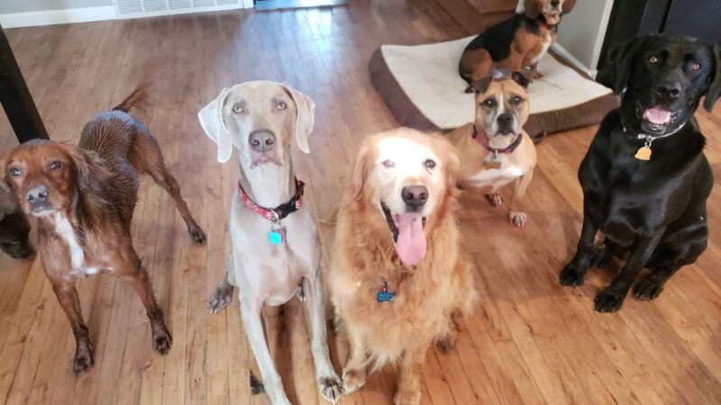 Loyal Dog Boarding and Day Care - Loyal, WI