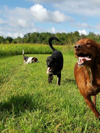 Loyal Dog Boarding and Day Care - Loyal, WI