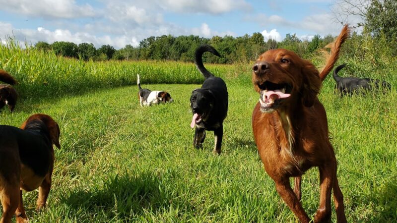 Loyal Dog Boarding and Day Care - Loyal, WI