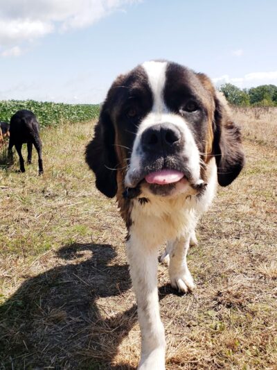 Loyal Dog Boarding and Day Care - Loyal, WI