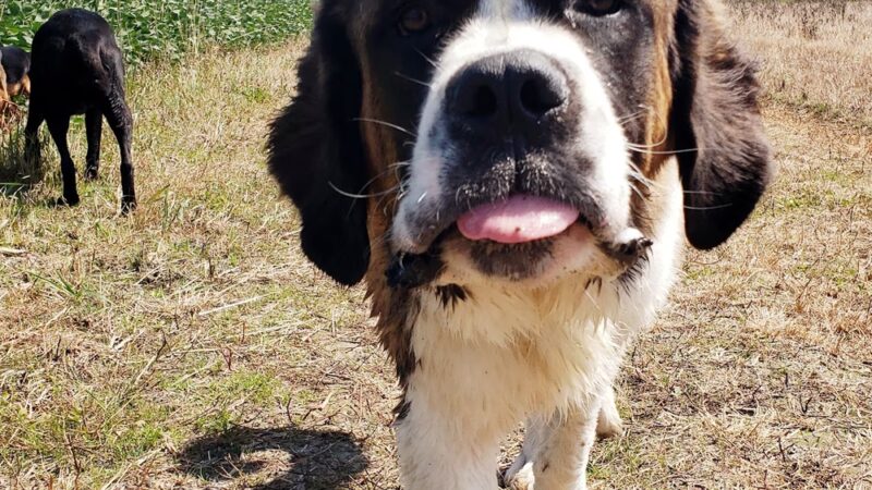 Loyal Dog Boarding and Day Care - Loyal, WI