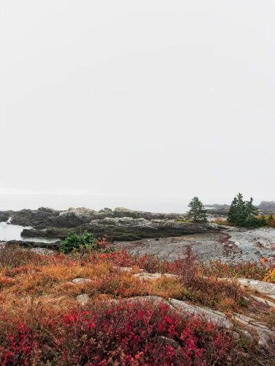 Bog Brook Preserve at Moose Cove - Lubec, ME