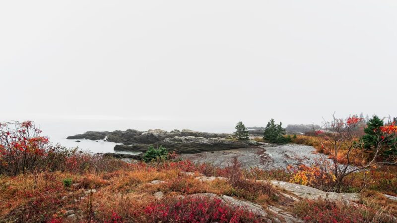 Bog Brook Preserve at Moose Cove - Lubec, ME