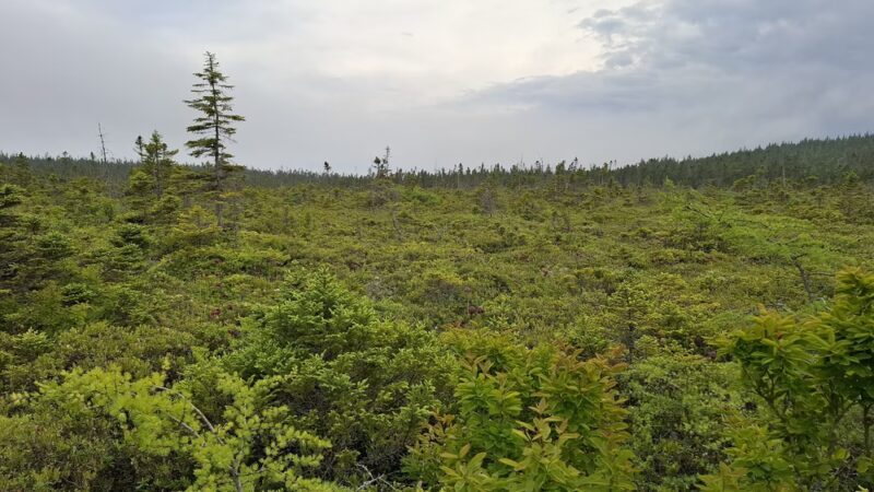 Boot Head Preserve Trailhead - Lubec, ME