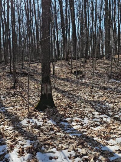 Ice Age Trail - Lake Eleven Segment - Lublin, WI
