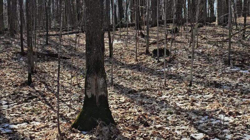 Ice Age Trail - Lake Eleven Segment - Lublin, WI