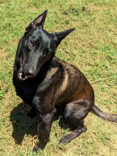 BarnDog - Luling, TX