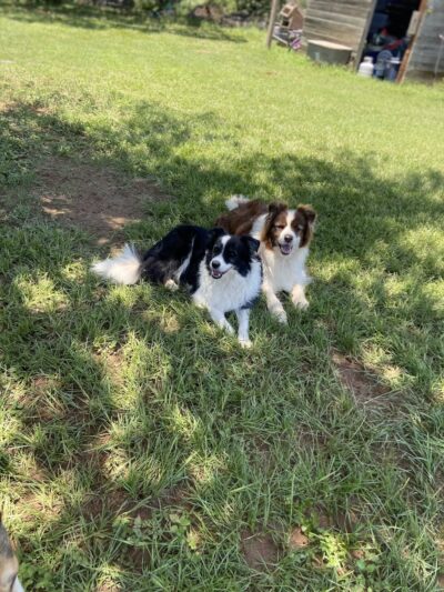BarnDog - Luling, TX