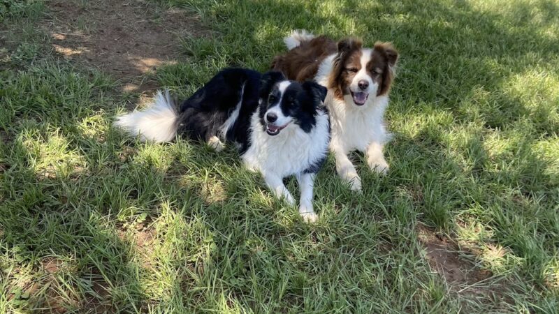 BarnDog - Luling, TX