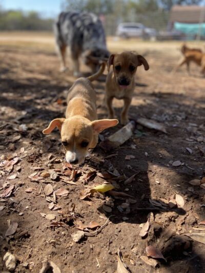 BarnDog - Luling, TX
