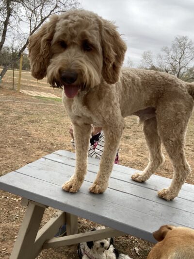 BarnDog - Luling, TX