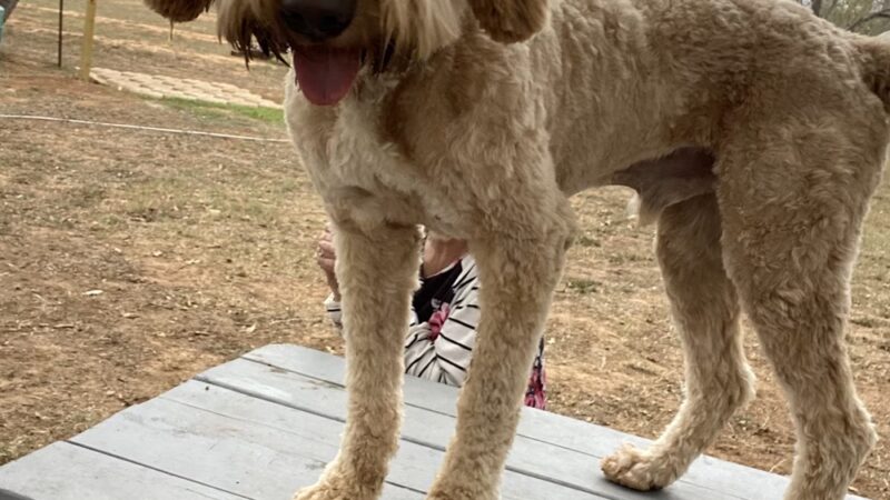 BarnDog - Luling, TX