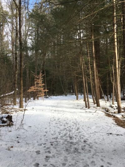 Peabody Conservation Area - Lunenburg, MA