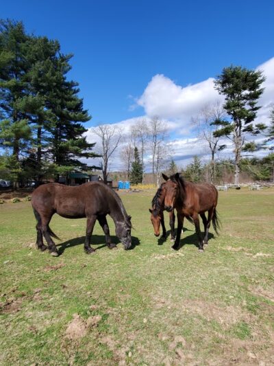 Feel Good Farm Inc. - Lyndeborough, NH