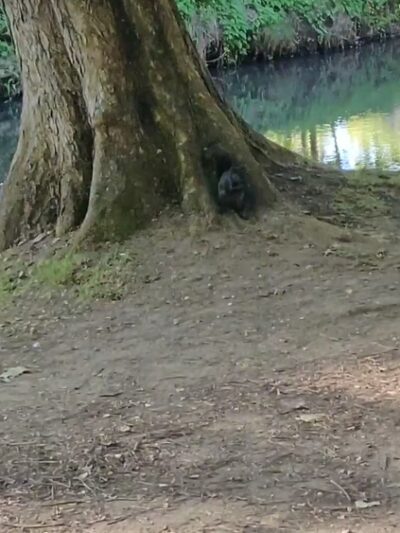 Lynden City Park - Lynden, WA