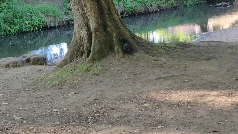 Lynden City Park - Lynden, WA