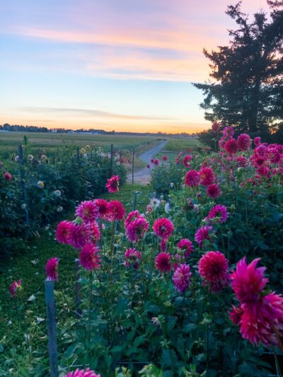 Oostema Farmstead – Scenic, Quiet RV Camping and Vacation Rentals - Lynden, WA