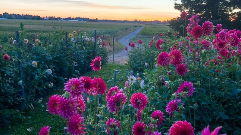 Oostema Farmstead – Scenic, Quiet RV Camping and Vacation Rentals - Lynden, WA