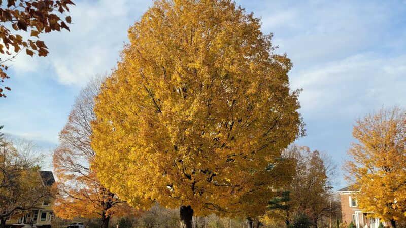Bandstand Park - Lyndonville, VT