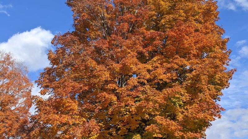 Bandstand Park - Lyndonville, VT