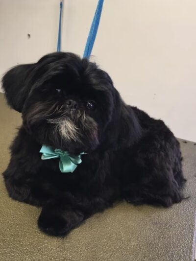 Kingdom Canine Center - Lyndonville, VT