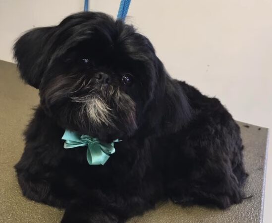 Kingdom Canine Center - Lyndonville, VT
