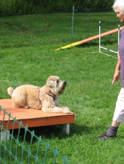Kingdom Canine Center - Lyndonville, VT