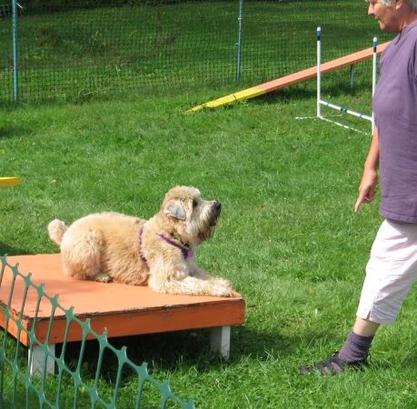Kingdom Canine Center - Lyndonville, VT