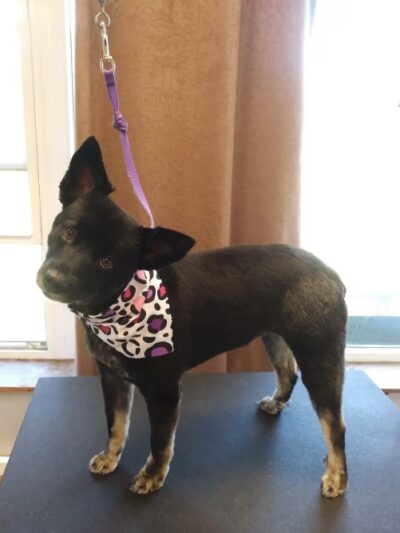 Kingdom Canine Center - Lyndonville, VT