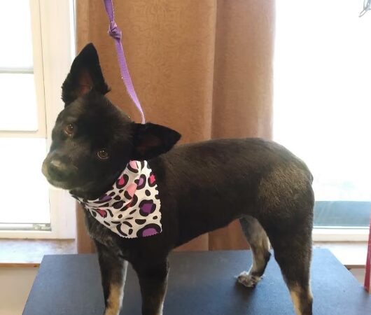Kingdom Canine Center - Lyndonville, VT