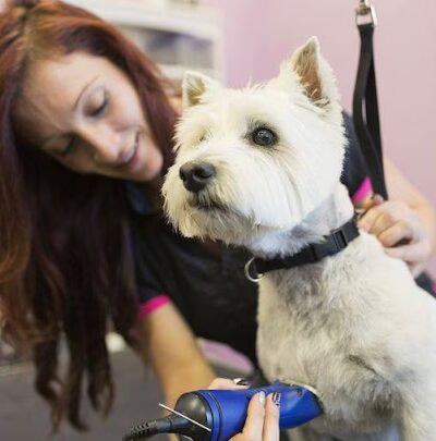 Kingdom Canine Center - Lyndonville, VT