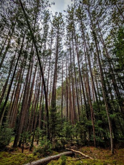 Lyndon State Forest Trailhead & Parking - Lyndonville, VT