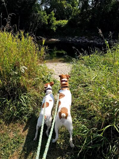The River Trail - Lyndonville, VT