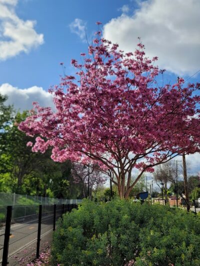 Ricardo Lara Linear Park - Lynwood, CA