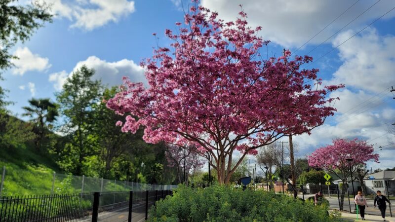 Ricardo Lara Linear Park - Lynwood, CA