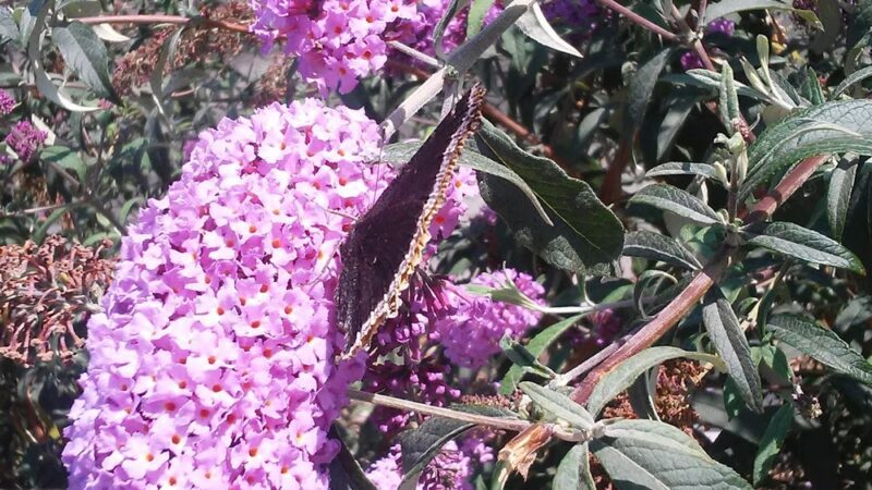 Ricardo Lara Linear Park - Lynwood, CA