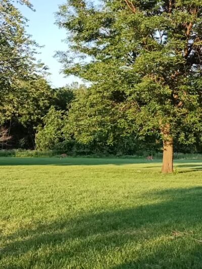 Cermak Woods - Lyons, IL