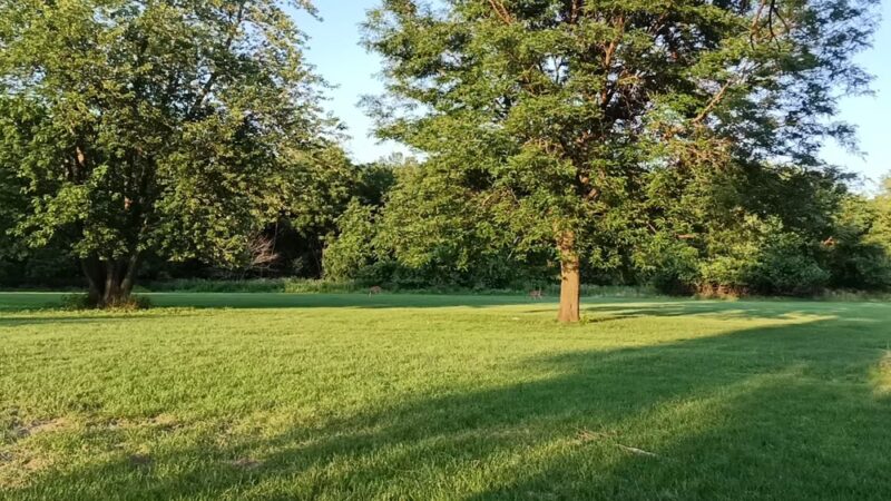 Cermak Woods - Lyons, IL