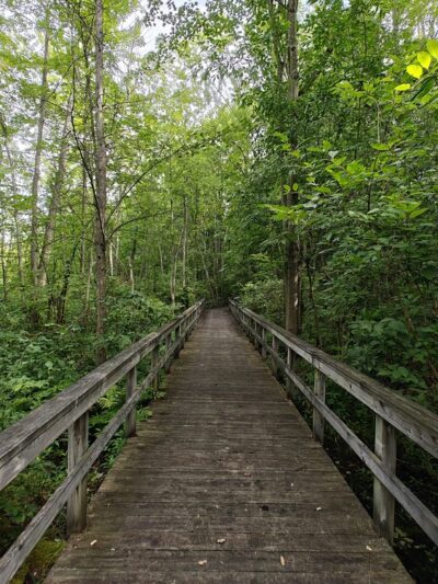 Huckleberry Swamp - Lyons, NY