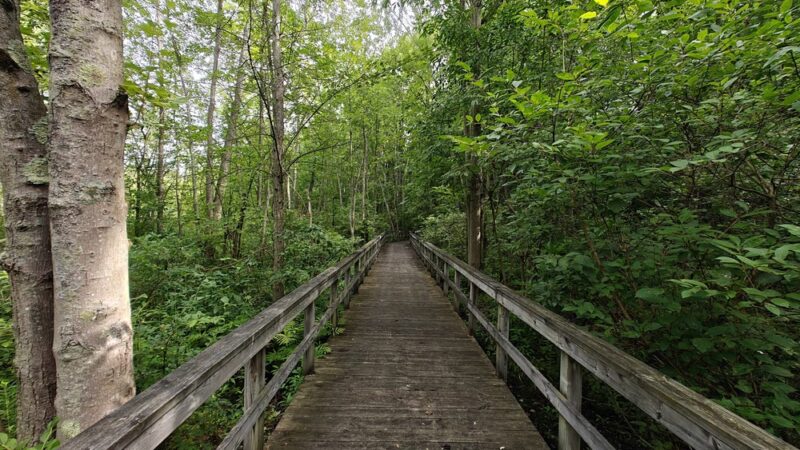 Huckleberry Swamp - Lyons, NY