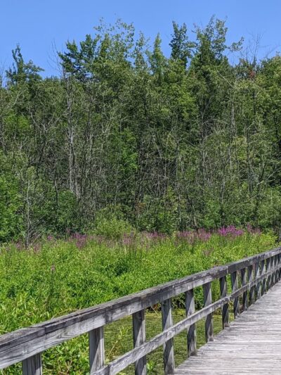 Huckleberry Swamp - Lyons, NY