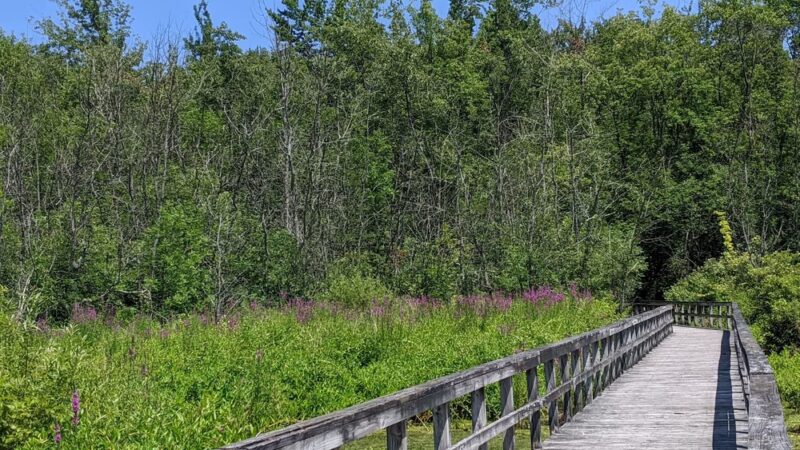 Huckleberry Swamp - Lyons, NY