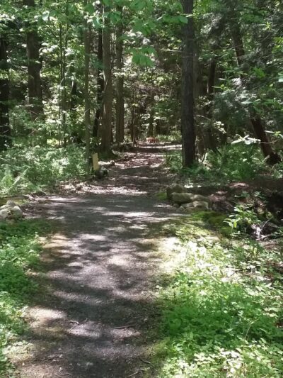 Huckleberry Swamp - Lyons, NY