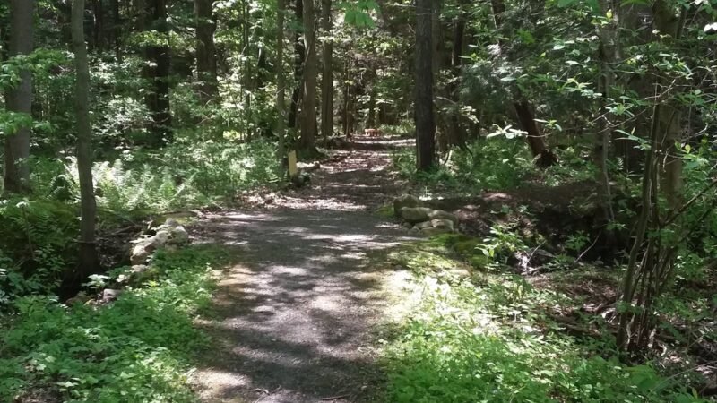 Huckleberry Swamp - Lyons, NY