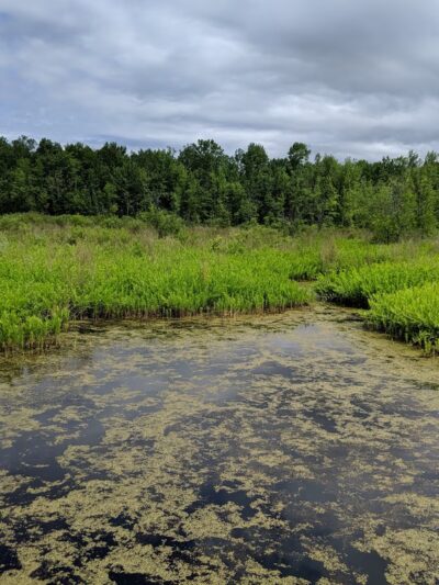 Huckleberry Swamp - Lyons, NY