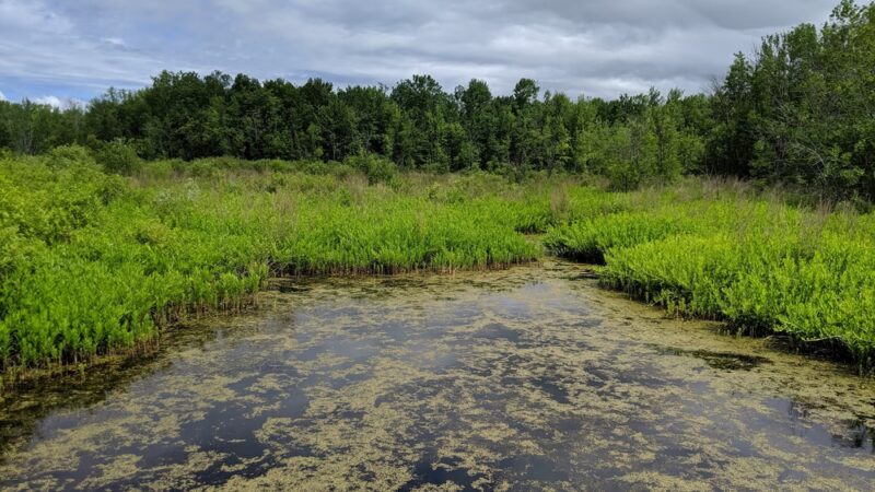 Huckleberry Swamp - Lyons, NY