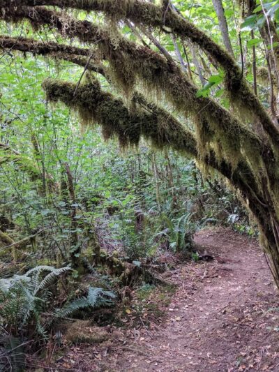 North Santiam State Recreation Area - Lyons, OR