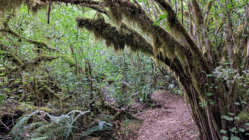 North Santiam State Recreation Area - Lyons, OR