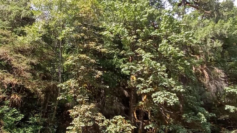 Bear Creek County Park - Lyons, OR